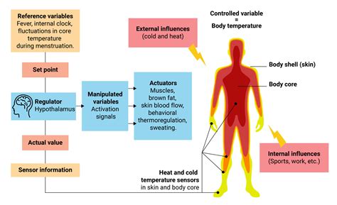 what causes internal body heat